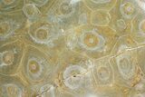 Polished Fossil Coral (Actinocyathus) - Morocco #90248-1